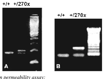 Figure 2 Southern blot analysis of genomic DNA after di-gestion with EcoRI, BamHI and hybridization with 5’, 3’ external probes