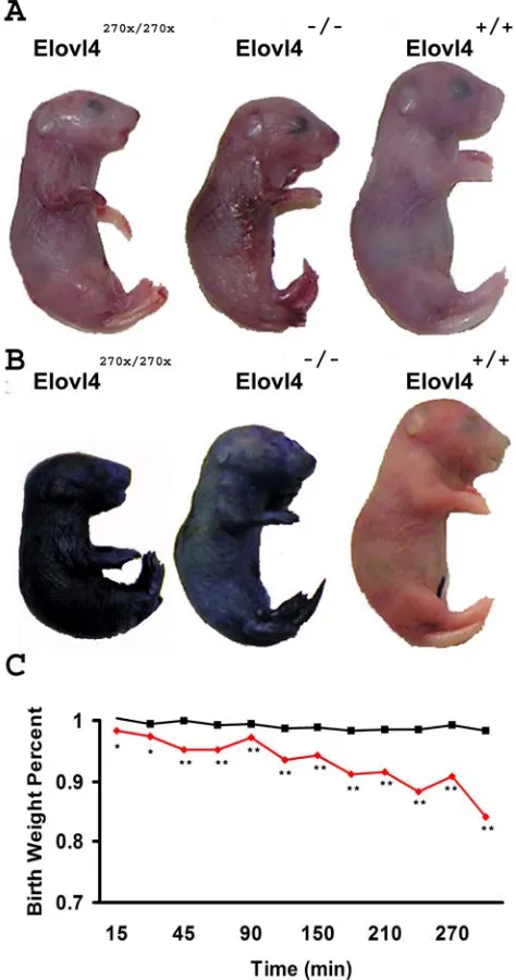 Figure 4 Permeability barrier failure at E19. (A) are shone in red and wild type with Elovl4270x/270x and Elovl4-/- mice have shiny semi-transparent skin compared to wild type pups