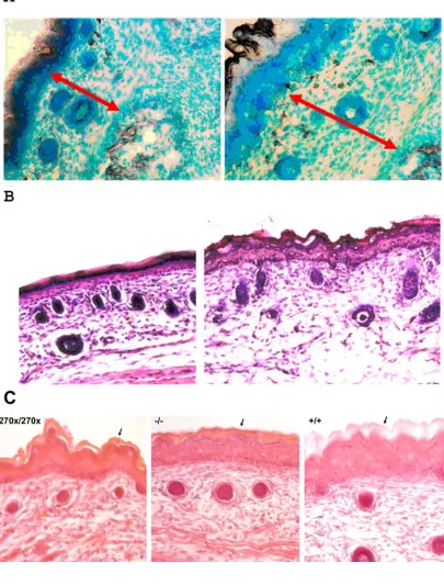 Figure 5 Histological changes occur in E19 mouse skin. (A)Methyl green stain. (Left) Mice lacking a functional Elovl4 have normal