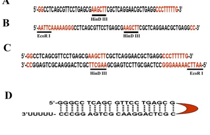Figure 2. An example of used oligos for shRNA vector. (A) Oligo 1 contains a two complementary sequences (in black) that can be formed upon shRNA transcription, a hairpin structure