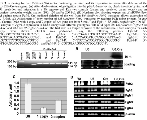 Figure 3. Screening for the U6-Neo-RNAi vector containing the insert and its expression in mouse after deletion of the neo by EIIa-Cre transgene