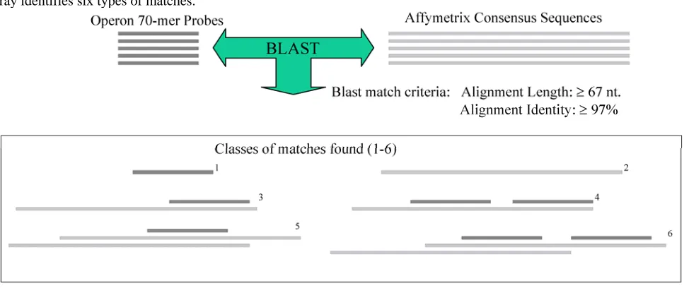 Figure 2. The use of Blast analysis to match elements in the Porcine Affymetrix and Qiagen-Operon-NRSP8 Oligonucleotide array identifies six types of matches