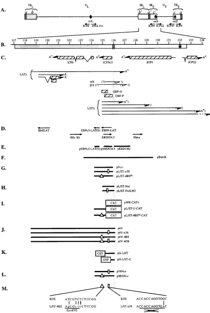 FIG. 1. Physical map of the internal repeat region of HSV-1 DNA. (A) Diagram of the HSV-1 genome