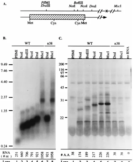 FIG. 2. Alignment of the ORF-P amino acid sequence in ﬁve strains ofHSV-1. The amino acid sequences of HSV-1 strain KOS ORF-P are aligned with
