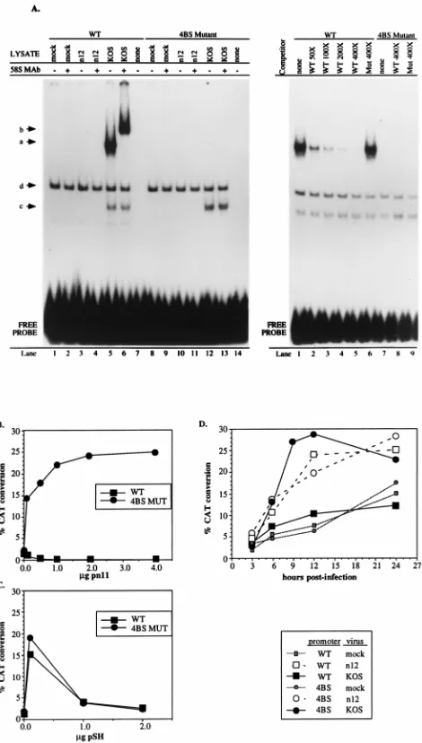 FIG. 4. Effects of the mutant ICP4 binding site on expression from the L/STpromoter. (A) Gel shift analysis