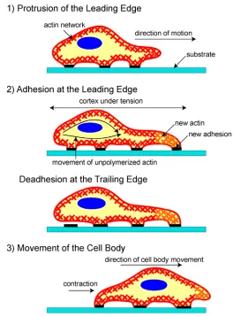 Figure 2: A schematic (based on a figure in http://www.rpi.edu/dept/bcbp/molbiochem/MBWeb/mb2/part1/actin.htm) showing how the cell adheres to the substrate