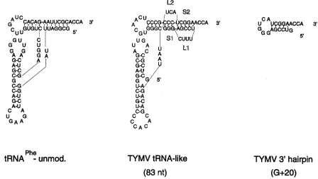 FIG. 1. Secondary structures of the 83-nt and G�of the 3RNA and contains the tRNA-like structure (4)