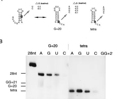 FIG. 4. Mutational analysis of the 5�the templates, determined by staining, are indicated at the left
