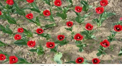 Fig. 2 Examples of tagged image 