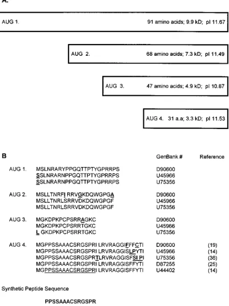 FIG. 1. (A) Schematic diagram of potential HGV core proteins. The boxesrepresent the potential amino termini of the HGV polyprotein