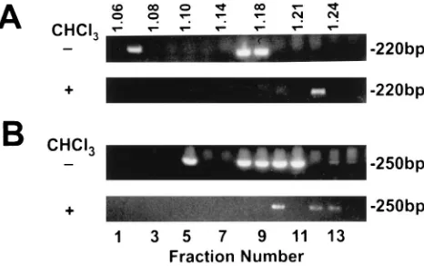 TABLE 1. RNase sensitivity of HCV and HGV particles