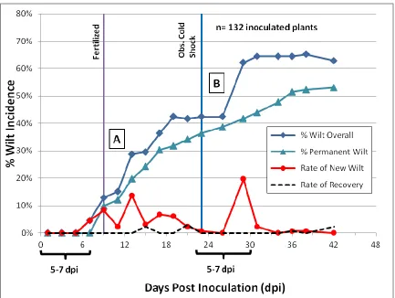 Figure 2.6.  Overall bacterial wilt incidence in the greenhouse study highlighting the effect of cold shock stress