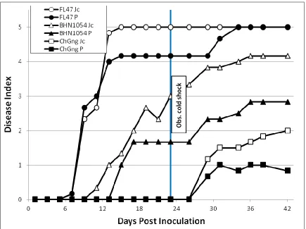 Figure 2.7.  Representative bacterial wilt progression affected by cold shock stress. Progression of bacterial wilt (Ralstonia solanacearum) (Rs) mean disease index representative of three patterns modulated by temperature