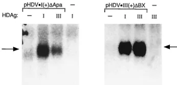 FIG. 4. Genotype-speciﬁc support of RNA replication is exhibited by HDAgclones from multiple genotype I and genotype III isolates