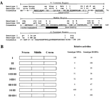 FIG. 6. Support of RNA replication by chimeric genotype I-genotype III HDAg expression constructs