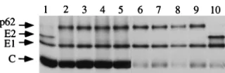 FIG. 1. Schematic presentation of the mutations in the E3/E2 SFV glycoprotein.