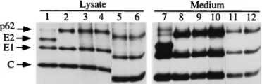 FIG. 5. (A) Dissociation of the heterodimer by pH values ranging from 6.5 to4.5. (B) Dissociation of the heterodimer at pH 7.4