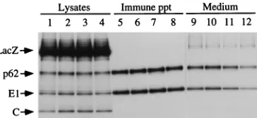FIG. 6. New SFV SHQL variants as helpers. Recombinant RNA encodingLacZ and helper RNAs were cotransfected into BHK-21 cells, pulse-labelled for