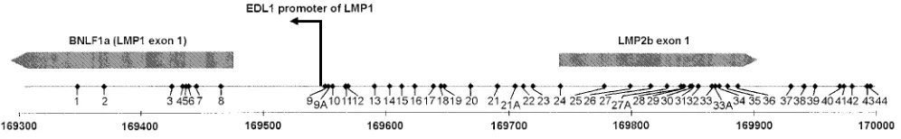 FIG. 2. Schematic drawing of the LRS of the EBV genome, with the coordinates referring to the B95-8 map analyzed by the bisulﬁte genomic sequencing method.Forty-eight individual CpG sites are indicated