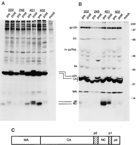 FIG. 4. Analysis of the protein content of viral particles produced by recom-binant viruses carrying pretherapy (pre) or postresistance (post) protease se-