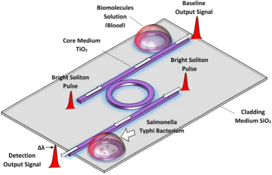 Figure 2. Diagram of biosensor consist of DR-ADF microring resonator within biomolecules solution