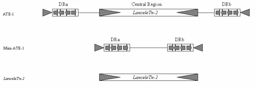Figure 3. Comparison between Cañestro et al.’s element was published as having terminal inverted repeats (grey arrow heads), sub-terminal direct repeats made up of smaller repeated modules (DRa & DRb) and a Central Region