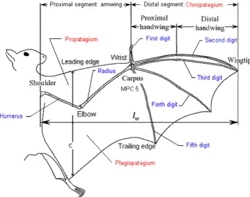 Figure 11: Plan-view of the ventral surface of the wing for a Plecotus auritus [15]. 