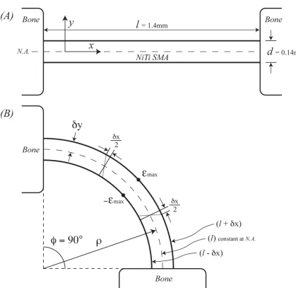 Figure 3: Euler-Bernoulli beam analysis of SMA joint wires [17]  