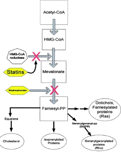 Figure 2.  Cholesterol biosynthesis and mevalonate pathway. Bisphosphonates 