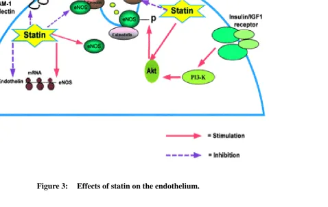 Figure 3:    Effects of statin on the endothelium.