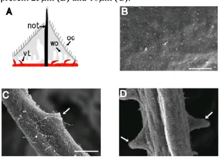 Figure 1.  (A) Schematic representation of the rostral structures of amphioxus, a dorsal view