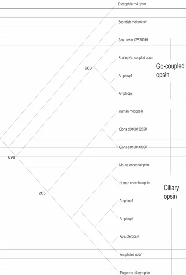 Figure 3.  Molecular phylogenetic tree based on the maximum-likelihood method, showing the phylogenetic relationships of ciliary and Go-coupled opsin proteins