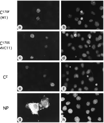 FIG. 7. Induction of apoptosis by the C protein. The C proteins of M1 (C170Fin COS-7 cells