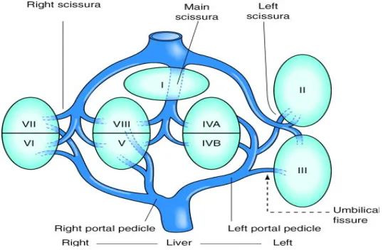 Figure-1 A, Historically, the liver was divided into right and left lobes by the external marking of the falciform ligament