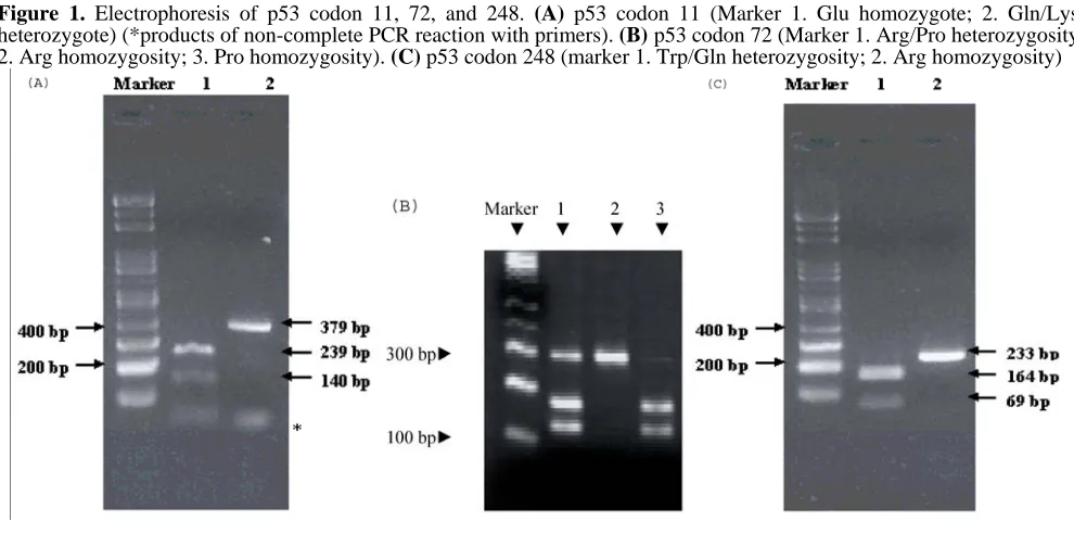 Table 5. Correlations of p53 codon 11, 72, and 248 gene polymorphisms with individual diseases  