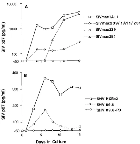 FIG. 1. In vitro replication of SIV and SHIV molecular clones in rhesus ma-caque monocyte-derived macrophages