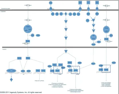 Figure 2: An alternate pathway map for PPAR signaling from Ingenuity Systems, Inc. PPAR-α/δ/γ are boxed in blue