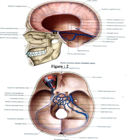 Figure 3 : Dural Venous Sinus (Superior View)