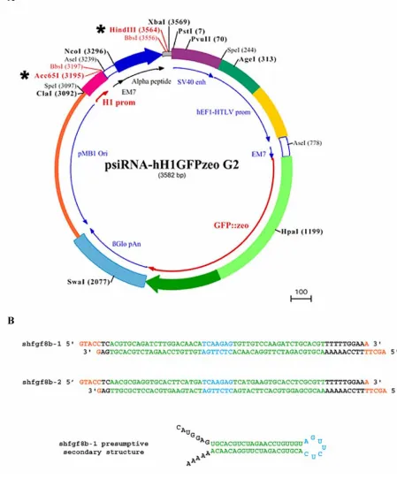 Figure 2. Plasmids and shRNA constructs. Acc65Ithe GFP coding sequence located downstream of hEF1-HTLV promoter
