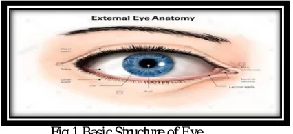Fig 1 Basic Structure of Eye 