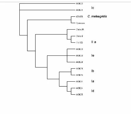 Figure 6.2: Phylogenetic Analyses of C.felis  and C. parvum (mouse) Cpgp 40/15 