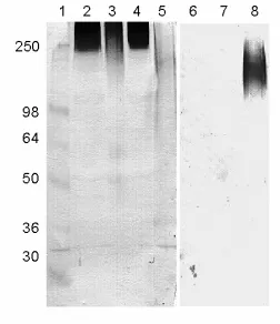 Figure 6. The result and RAAM report for peak C. 