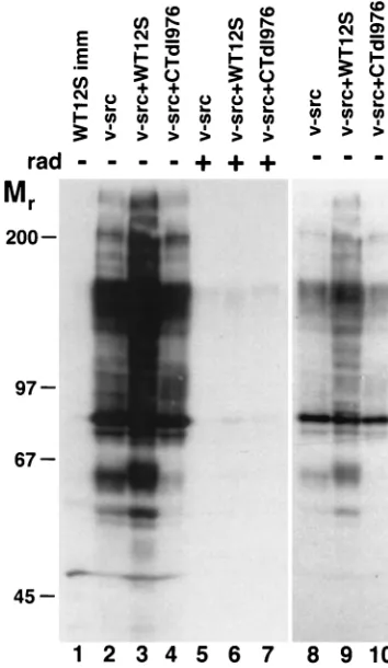 FIG. 3. Analysis of v-srccated transfections, and normalized lysates were processed for Western blottingand probed with an anti-Src antibody