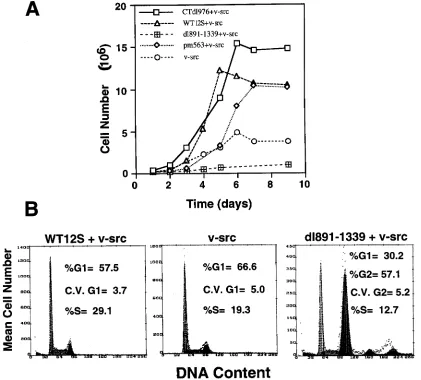 FIG. 5. (A) Cell growth curves. Cells from the indicated transfections were seeded at 105and Methods