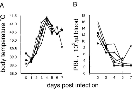 FIG. 1. Body temperatures and PBL counts following infection of pigs withCSFV strain Brescia (results for six representative animals)