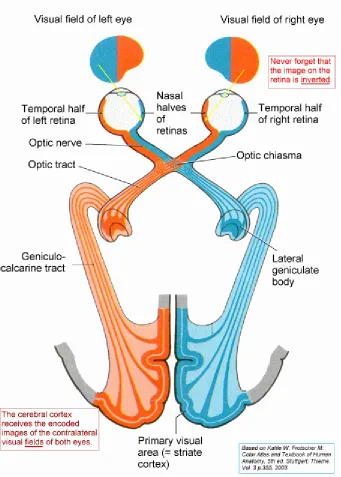 Figure 1‐VISUAL PATHWAY 