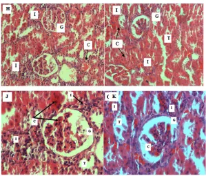 Fig. 7. Photomicrographs showing cross section of the rats’ kidneys stained using H&E