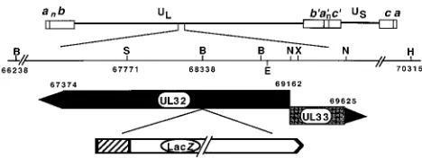 FIG. 1. Physical map of the region of the HSV genome containing the UL32gene. The region of HSV-1 DNA spanning the UL32 and UL33 open reading