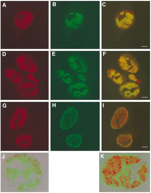 FIG. 8. Replication compartments and capsid localization. Vero cells were infected with KOS (A to C and J), hrstained with anti-ICP8 polyclonal antibodies (A, D, and G) and 5C monoclonal antibodies (B, E, and H)