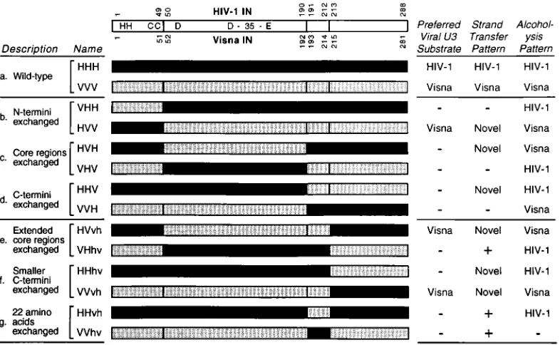 FIG. 1. HIV-1/visna virus chimeric IN proteins. A linear representation of the IN protein is shown at the top, with the relative positions of the conserved H-H-C-Cand D,D-35-E motifs indicated